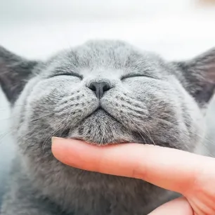 Pilihan Nama Kucing Abu Abu