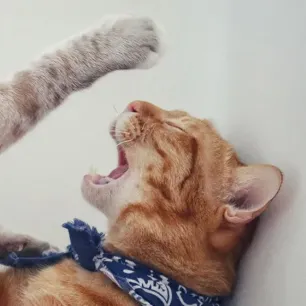 Kenapa Kucing Suka Berantem Berikut Cara Mengatasinya