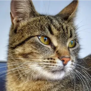 Kucing Tidak Mau Makan Begini Solusinya!