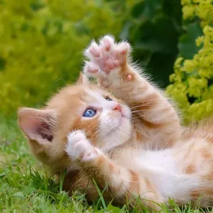 Berapa Lama Kucing Tidur Fakta Menarik Tentang Pola Tidur Kucing