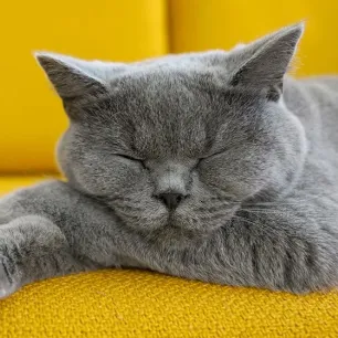 Berapa Lama Kucing Tidur Fakta Menarik Tentang Pola Tidur Kucing