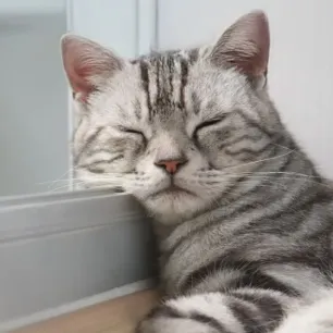Kenapa Kucing Tidur Terus Ini Alasannya!