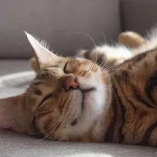 Kenapa Kucing Suka Tidur Ini Penyebab dan Tanda yang Perlu Diwaspadai