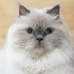 Mengenal Jenis Kucing Himalaya - Karakteristik, Perawatan, dan Keunikan