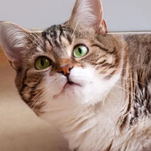 Cara Menggemukkan Kucing - Makanan dan Perawatan yang Tepat