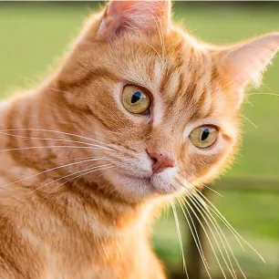  Cara Bantu Kucing Memiliki Berat Badan Ideal