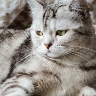 Cara Mengobati Infeksi Saluran Pernapasan Pada Kucing