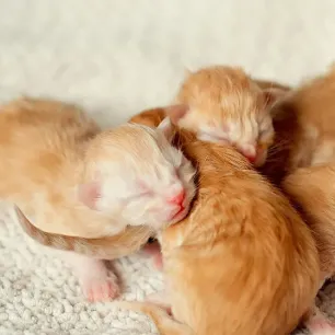 Cara Merawat Anakan Kucing yang Baru Lahir