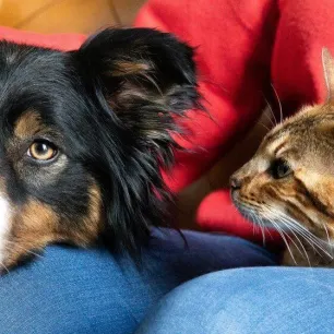 Apakah Saya Sebaiknya Mengadopsi Kucing atau Anjing