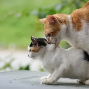 Kucing Birahi Umur Berapa Ketahui Jawabannya di Sini