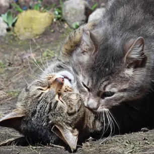 Ketahui Tanda Tanda Kucing Birahi