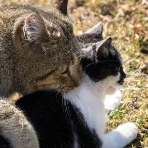 Begini Cara Mengawinkan Kucing yang Tepat