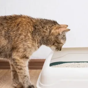 Cara Mengajarkan Kucing Pup di Pasir untuk Pemilik Kucing Baru
