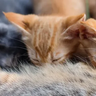 Memberikan Makanan Kucing Menyusui yang Tepat