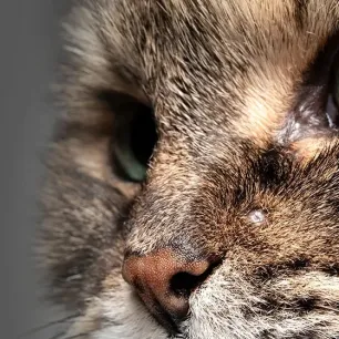 Jerawat Kucing - Penyebab dan Cara Mengatasinya