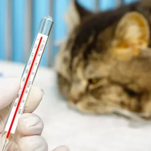 Kucing Demam Kenali Gejala dan Cara Penanganan yang Tepat!