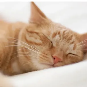 Pertolongan Pertama Kucing Sesak Nafas