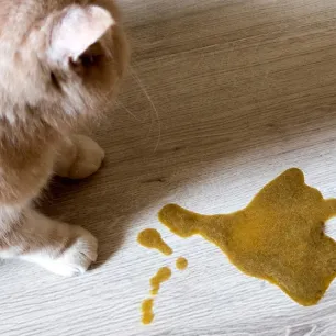 Kenali Penyebab Kenapa Kucing Muntah Kuning