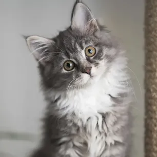 Perkembangan Anak Kucing - Kapan Anak Kucing Membuka Mata