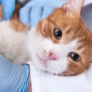 Simak Urutan Vaksin Kucing hingga Kisaran Biayanya