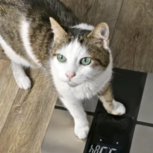 Berat Badan Ideal Kucing -Panduan untuk Menjaga Kesehatan Kesayangan