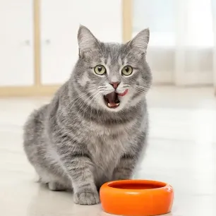 Probiotik - Kandungan Penting dalam Makanan Kucing Pro Plan