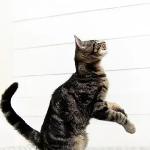 Hal yang Perlu Diperhatikan Sebelum Mengganti Makanan Kucing