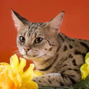 Kucing Paling Mahal di Dunia - 10 Ras Eksotis dan Bernilai Tinggi