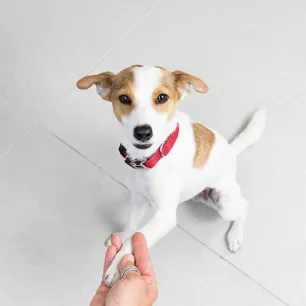 Trik Jitu untuk Mengajari Anjing Anda