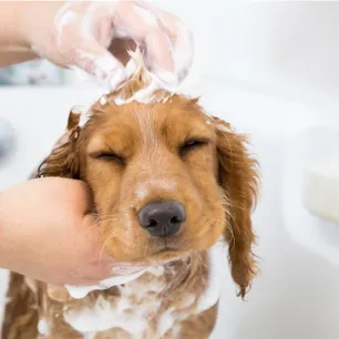 Menjaga Kesehatan Kulit Anak Anjing Anda