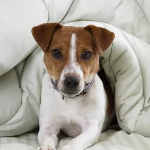 Kenali Penyakit Parvovirus yang Menyerang Anak Anjing & Pencegahannya