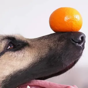 Apakah Anjing Boleh Makan Jeruk