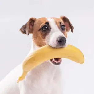 Makanan Anjing - Apakah Anjing Boleh Makan Pisang
