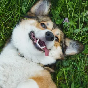 Cara Merawat Anjing
