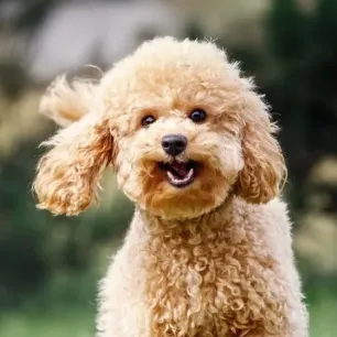 Cara Merawat Anjing Poodle agar Tetap Lincah dan Sehat