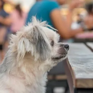 Apakah Anjing Boleh Makan Udang Ketahui Risikonya!