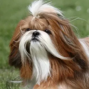 Cara Merawat Anjing Shih Tzu Agar Selalu Sehat dan Bahagia_