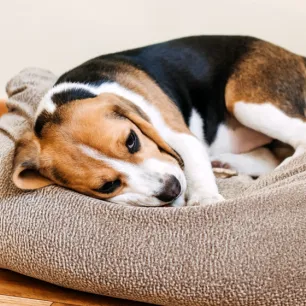 Anjing Sembelit Ini Solusi Alami dan Efektif untuk Mengatasinya