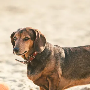 Ciri Anjing Obesitas dan Cara Mencegahnya