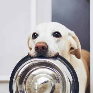 Menentukan Komposisi Makanan Anjing yang Terbaik