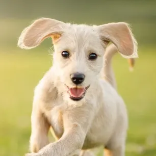 Penyakit Kulit Pada Anjing & Kucing Serta Pencegahannya