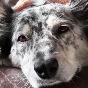 Penyebab Anjing Muntah dan Cara Mengatasinya