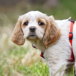 Kenali Ciri-Ciri Anjing Cacingan dan Cara Mengobatinya