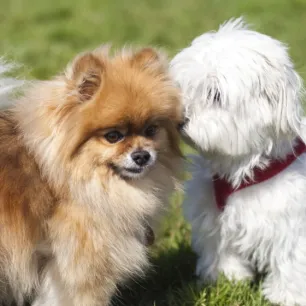 Jenis-jenis Anjing Peliharaan Lucu dan Menggemaskan