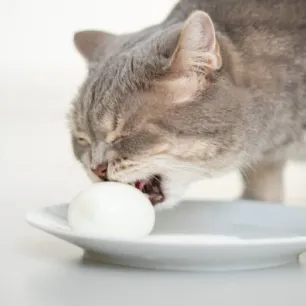 Can cats eat egg