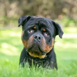 Cherry Eye in Dogs