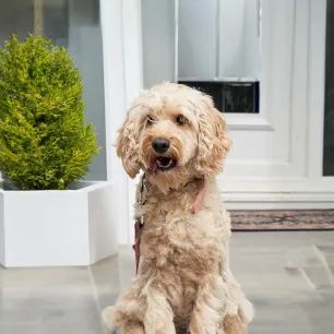 Common Cockapoo Health Problems You Should Know About