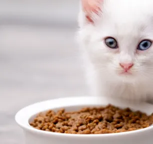 Makanan pertama anak kucing