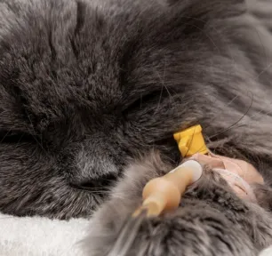 Neoplasia pada Kucing