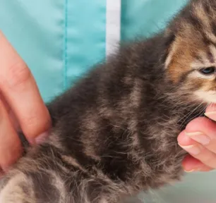Penyakit anak kucing